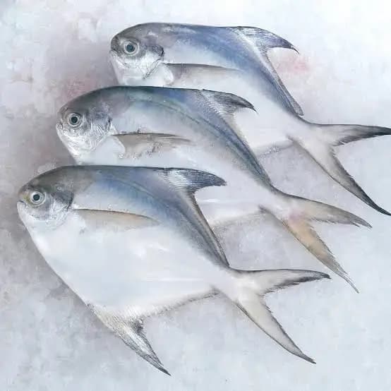 Pomfret Fish